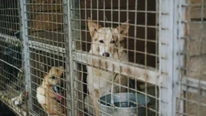 Dogs in a farm specialized in dog meat trade