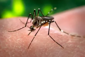 Dengue mosquito, Aedes Aegypti